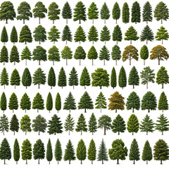 Variety of evergreen, coniferous, and deciduous trees on a black background