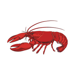 lobster on white background
