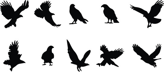 Set of ten black raptor bird silhouettes in varied flying, perched, and standing poses for wildlife and design themes