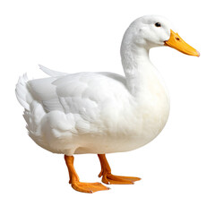 Obraz premium white duck on a transparent background, cut out