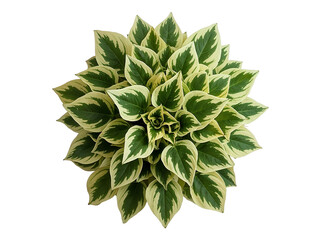 Variegated Hosta plant leaves arranged in a circular pattern isolated on a transparent background
