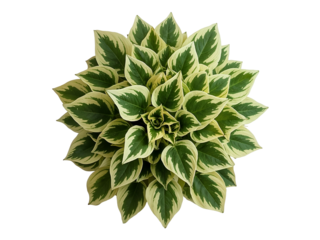 Variegated Hosta plant leaves arranged in a circular pattern isolated on a transparent background