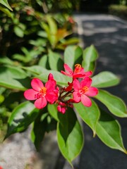 Obraz premium Red jatropha flowers blooming under sunlight with blurred garden background