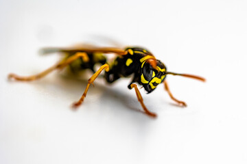 bee isolated on white