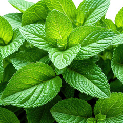 Fresh mint Close-up of vibrant green leaves, healthy and aromatic
