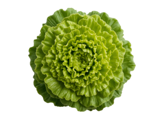 Vibrant green ruffled cabbage head top view isolated on a transparent background vegetable