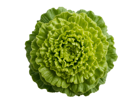Vibrant green ruffled cabbage head top view isolated on a transparent background vegetable