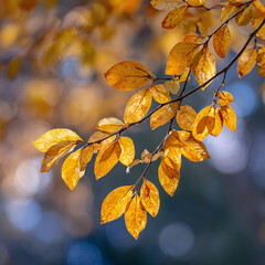 The Golden Season: A Collection of Autumn-Themed Backgrounds
