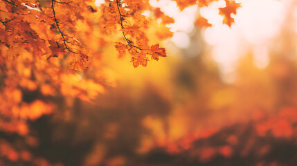The Golden Season: A Collection of Autumn-Themed Backgrounds
