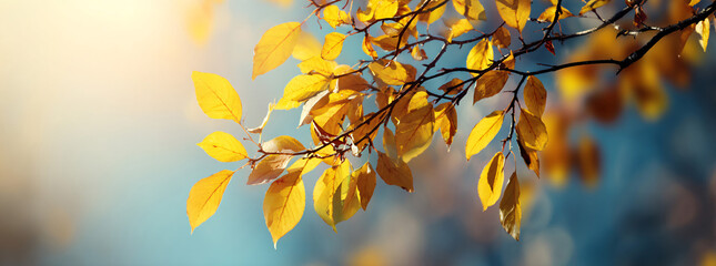 The Golden Season: A Collection of Autumn-Themed Backgrounds

