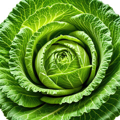 Cabbage A vibrant green head with layered leaves forming a dense vegetable