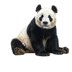 Obraz premium panda, die cut on transparent background, cut out