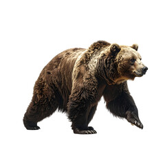 Obraz premium Bear die cut on transparent background, cut out