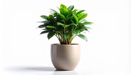 Obraz premium Potted Plant with Green Leaves on White Background