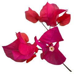 Close-Up of Pink Bougainvillea Flowers