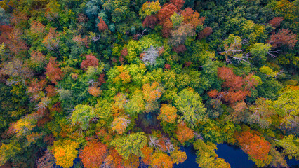 A stunning aerial view of colourful treetops in a deciduous forest during autumn. The image captures vibrant red, orange, and yellow foliage under natural daylight.
