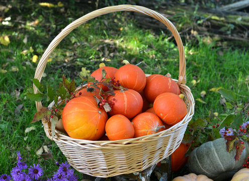 Vintage still life with pumpkins in the basket, flowers and decorations outside, thanksgiving day background, autumn calendar season concept