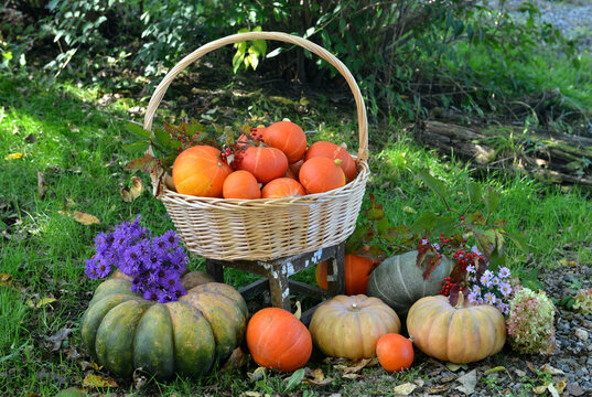 Vintage still life with pumpkins in the basket, flowers and decorations outside, thanksgiving day background, autumn calendar season concept