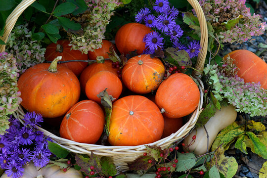 Vintage still life with pumpkins in the basket, flowers and decorations outside, thanksgiving day background, autumn calendar season concept