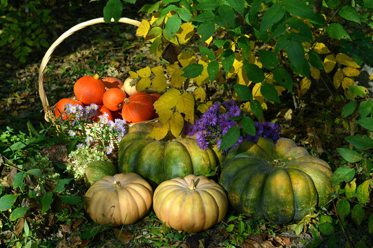 Vintage still life with pumpkins, flowers and decorations outside, thanksgiving day background, autumn calendar season concept