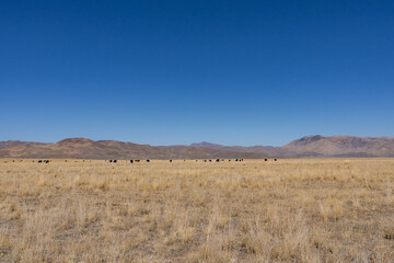 Pioneer Mountains. U.S. Highway 20 (US 20)  / U.S. Highway 26 (US 26) , Big Lost River Valley, near Arco, Butte County, Idaho. Snake River Plain. Cattle (Bos taurus)  / cows on pasture / ranch.