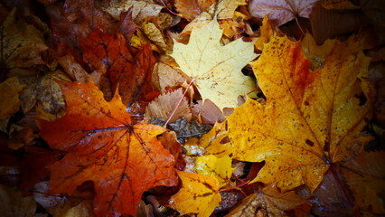 Bright leaves in the forest on an autumn day. © panserg