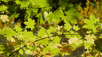 Bright leaves in the forest on an autumn day.