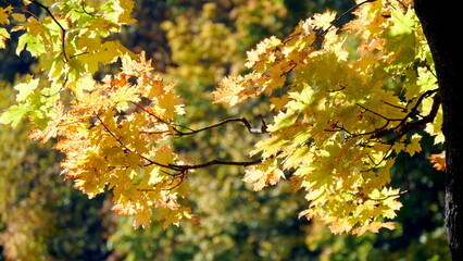 Bright leaves in the forest on an autumn day. © panserg