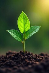 Vibrant Seedling Emerging from Soil  Growth, Expansion, and Business Success