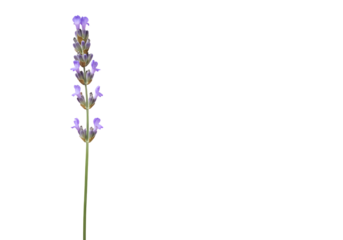 Fluffy Cloud Cluster on transparent background