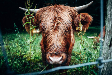 Scottish Highland Cattle on a Meadow