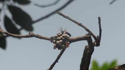 Large black wasps are building their nests attached to the branches of a mango tree.