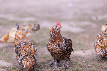 small young chickens with plumage on the territory of the park, colorful chickens in search of food...