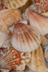 seashells in a large pile are used as souvenirs at seaside resorts, a large number of seashells are in poor condition from improper storage, close up