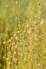field before harvesting flax seeds and preparing flax sprouts for fiber production, a monoculture field with a flax crop for the manufacture
