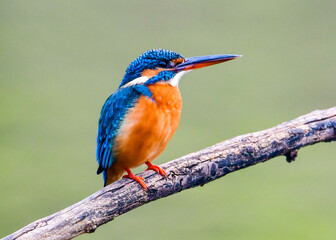 Common kingfisher 