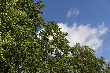 Obraz premium deciduous trees in sunny warm weather with large and strong winds in summer, trees growing in the summer