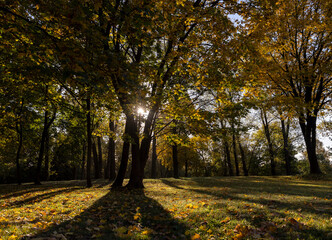 Beautiful autumn park with yellow leaves on tall maple trees in sunny weather in the autumn season, beautiful tall yellow maple trees with bright sunlight illuminating the yellowing trees behind
