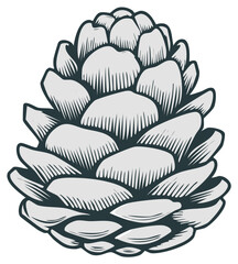 Isolated pine cone vector illustration in a vintage woodcut style for nature and holiday designs