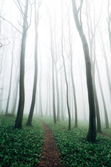 Foggy Forest