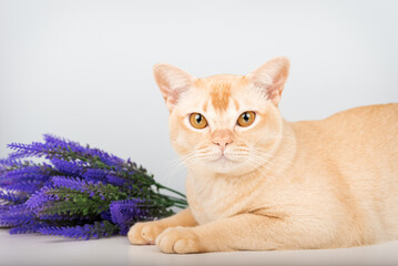 A Burmese cat with yellow eyes and a sprig of lavender