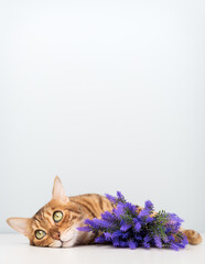 Bengal cat with purple flowers