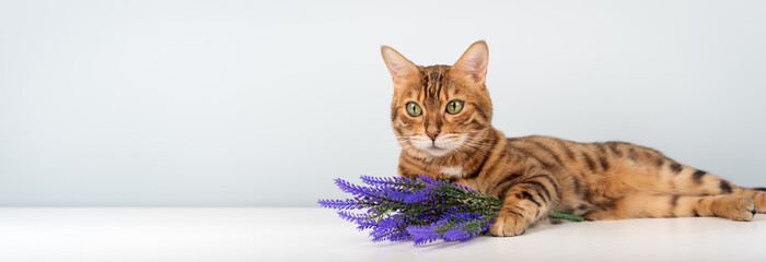Bengal cat with purple flowers