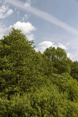 Obraz premium mixed forest with different types of deciduous trees in sunny, warm weather with large winds in summer, trees growing in the summer during the daytime