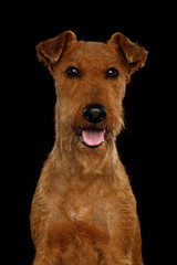 Portrait of an Irish Terrier dog isolated on a black background