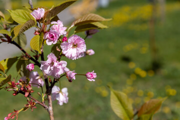 Obraz premium beautiful pink cherry blossoms during flowering in the spring season in sunny weather