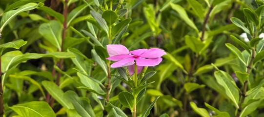 Pink flower blooming amidst lush green foliage in a vibrant garden setting.