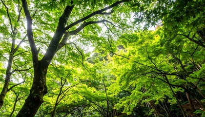 Obraz premium Lush Canopy of Green Leaves and Branches Reaching Skyward