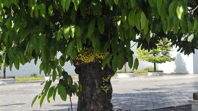 The flower buds of the kepel tree or Stelechocarpus burahol in the Yogyakarta Palace courtyard are very densely attached to the stem