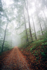 Obraz premium Foggy Forest